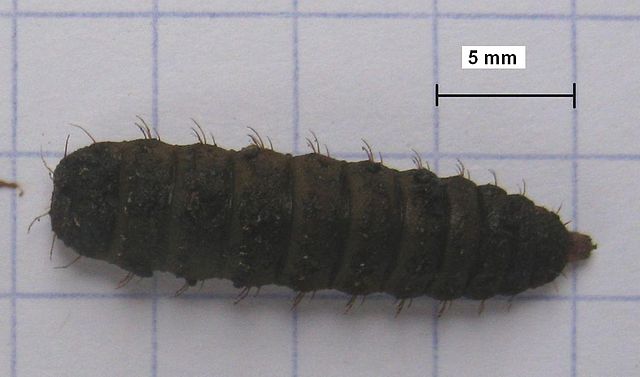 larva mosca soldado negro compostaje